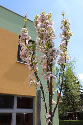 Prunus serrulata 'Amanogawa' - višeň pilovitá - kvetení (2)